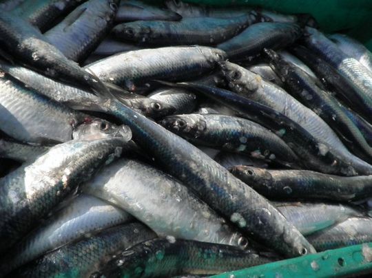 Trave (Lübeck-Moisling)-2