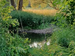 Kollbach (Münchsdorf)-4