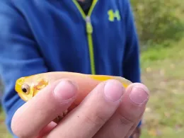 Schweinesee (Ahaus)-1