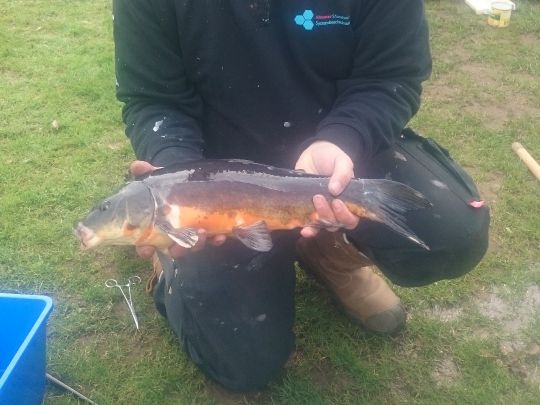 Schweinesee (Ahaus)-3