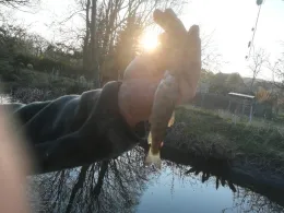 Saale (Naumburg/Saale)-3