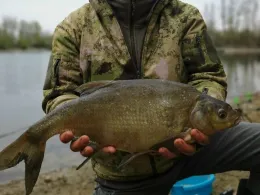 Rhein (Mannheim/Ludwigshafen)