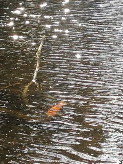 Vereinsteich AV Gute Laune | ALLE ANGELN Vereinsteich AV Gute Laune | ALLE ANGELN