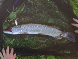 See 4 (Marktsteft)-2