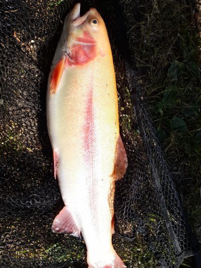 Turbos Angelteiche-1