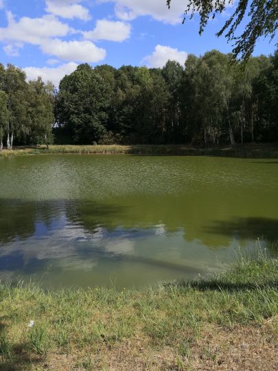 Teich am Agrarflugplatz (Lockstedt)-3