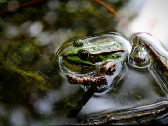 Briesensee (Flemsdorf)-1