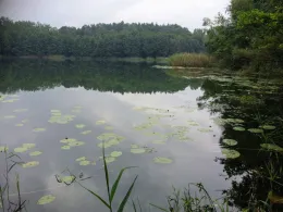 Papensee (Bergsdorf)