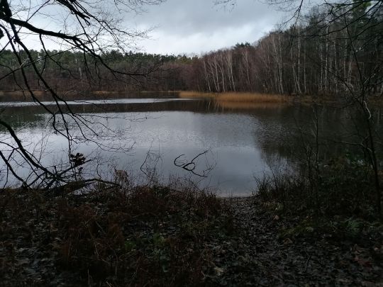 Papensee (Bergsdorf)-4