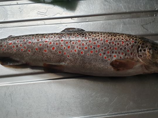 Hammerweiher (Wangen)-2