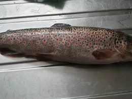 Hammerweiher (Wangen)-2