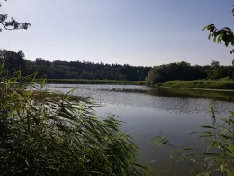 Hammerweiher (Wangen)