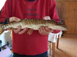 Elbe (Königstein)-2