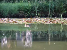 Schlossteiche Schwarzhausen