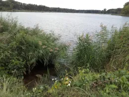 Bruchfeldsee (Wilslebener See)