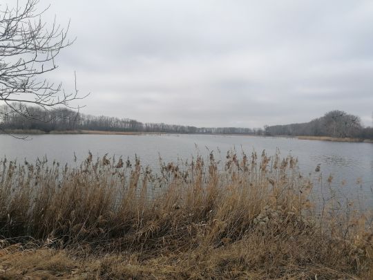 Bruchfeldsee (Wilslebener See) angeln