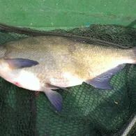 Bruchfeldsee (Wilslebener See)-3