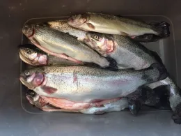 Forellensee Krogaspe-2