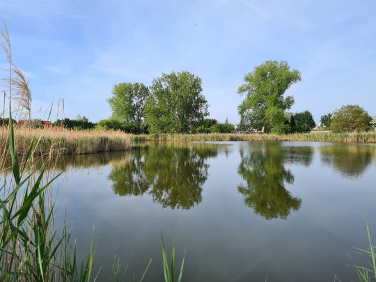 Ententeich (Barleben)-1