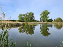 Ententeich (Barleben)-1