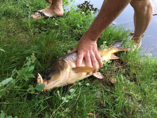 Schäfersee (Baggersee am Stern)
