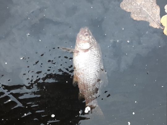 Tonkuhlen Kirchlinteln-1