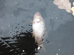 Tonkuhlen Kirchlinteln-1