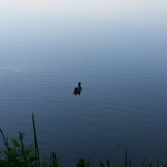 Schwanenteich (Zwickau)-3