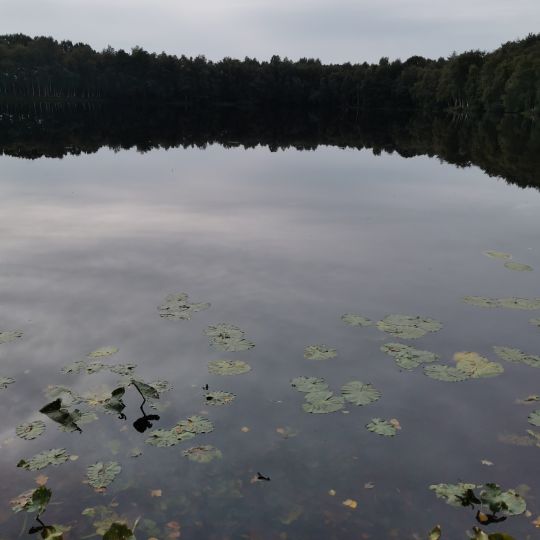 Reiherteich (Oldenburg)-1