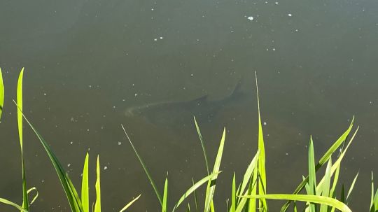 Kleine Weser (Bremen)-4