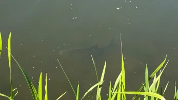 Kleine Weser (Bremen)-4