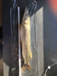 Burkheimer Baggersee-1