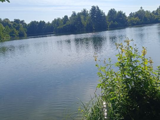 Kaiserweiher (Thannhausen)-2