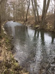 Schwarzbach (Meckesheim)