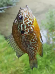 Regenabwasserbecken (Dissen am Teutoburger Wald)