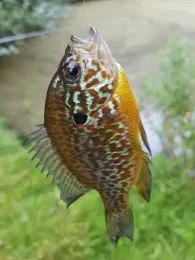 Regenabwasserbecken (Dissen am Teutoburger Wald)-1