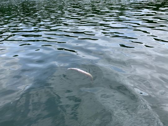 Langer See (Weisdin)-2