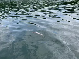 Langer See (Weisdin)-2