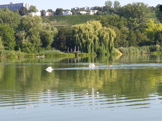 Max-Eyth-See (Stuttgart)-3