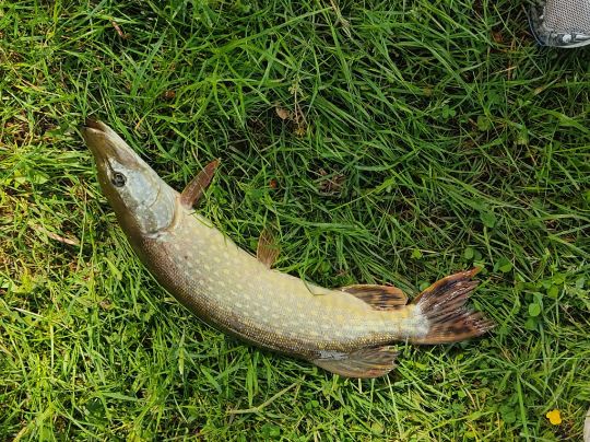 Dodenburger Weiher-4