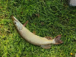 Dodenburger Weiher-4