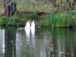 Havel (Malz-Friedrichsthal)-1