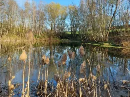 Teich Bockwen/Scharfenberg-1
