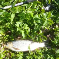 Rauchhorstsee (Witzeeze)-2