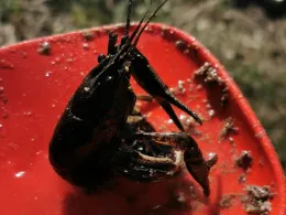 Kiesgruben Finowfurt