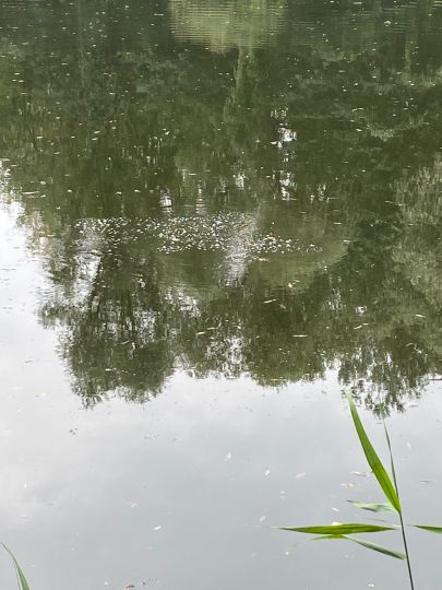 Barschgrube (Finow)-1