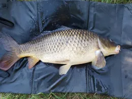 Enz (Bietigheim-Bissingen)-2