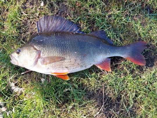 Neue Mühle (Legden)-1