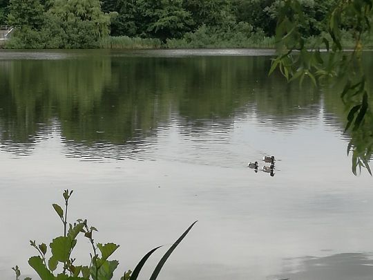 Flötenteich (Oldenburg)-2