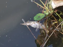 Elde (Matzlow-Garwitz)-2